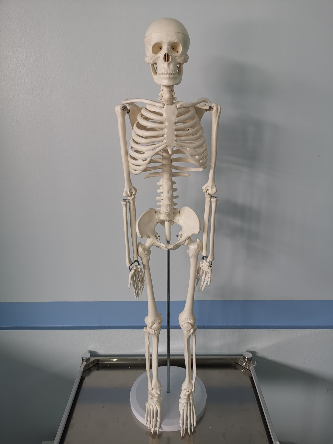 โมเดลโครงกระดูกมนุษย์ ขนาด 85 ซ.ม.