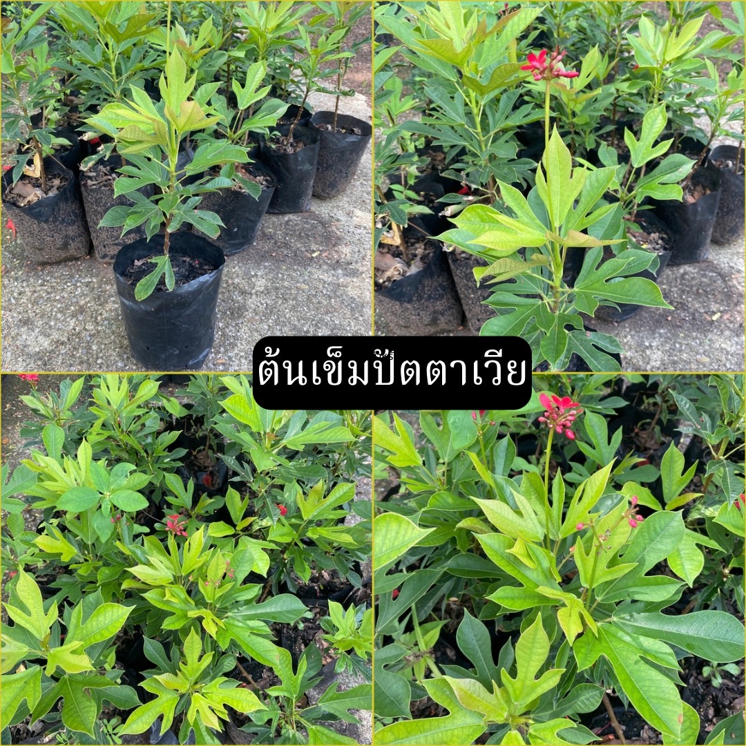 ต้นเข็มปัตตาเวีย Peregrina, Spicy jatropha
