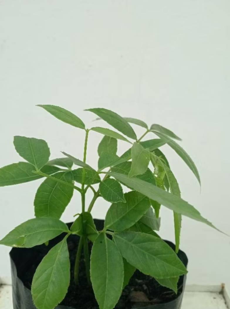 ต้นกล้ามะกอกป่า มะกอกป่า Hog plum