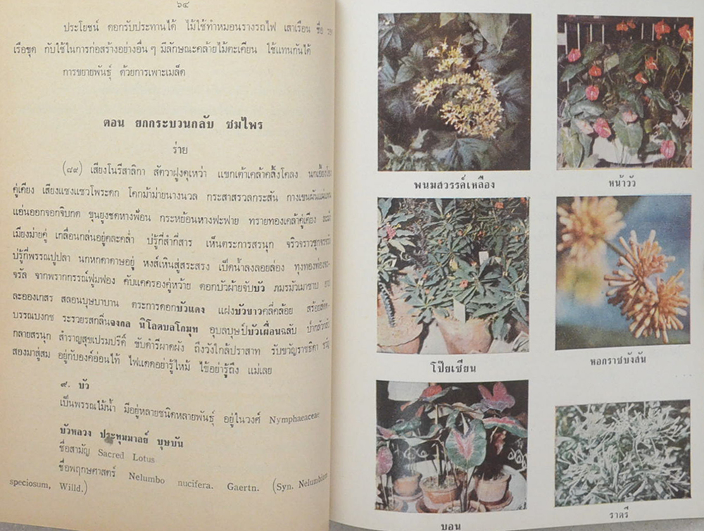 นางฤทธิรณไชย (ต้นไม้ในวรรณคดี)