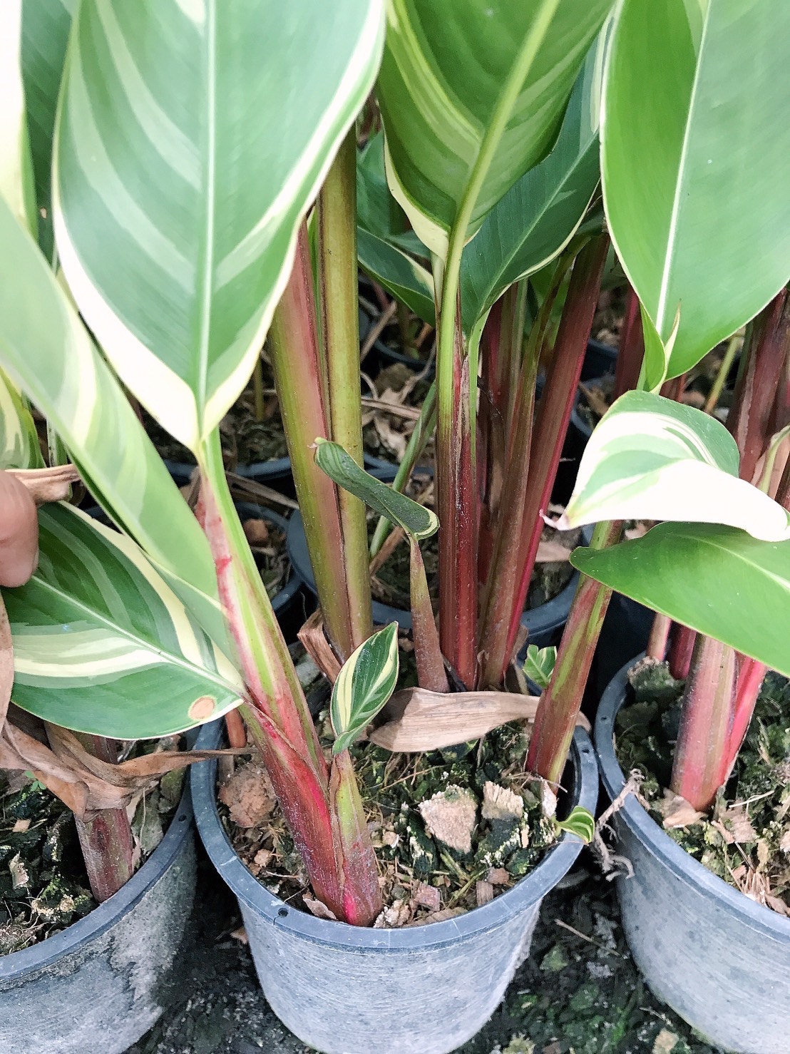 เบิร์ดด่าง เฮลิโคเนียด่าง ต้นปักษาสวรรค์ด่าง Heliconia ธรรมรักษาด่าง ดอกสีแดง