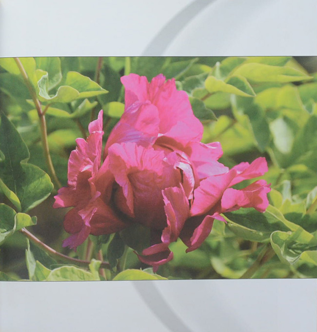 Guose tianxiang caozhoumudan (พร้อมกล่อง)