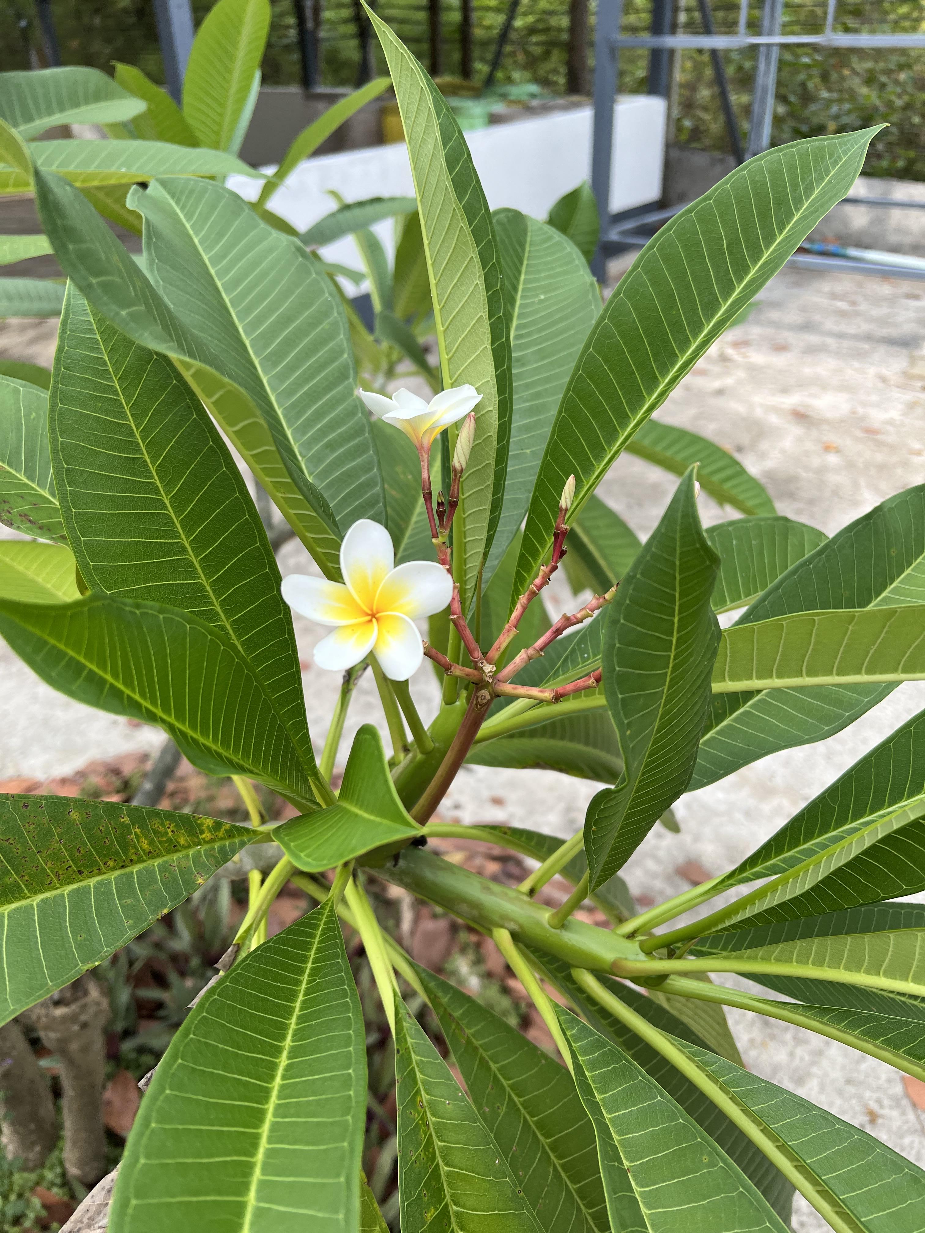 กิ่งดอกลีลาวดี หลากสี Plumeria