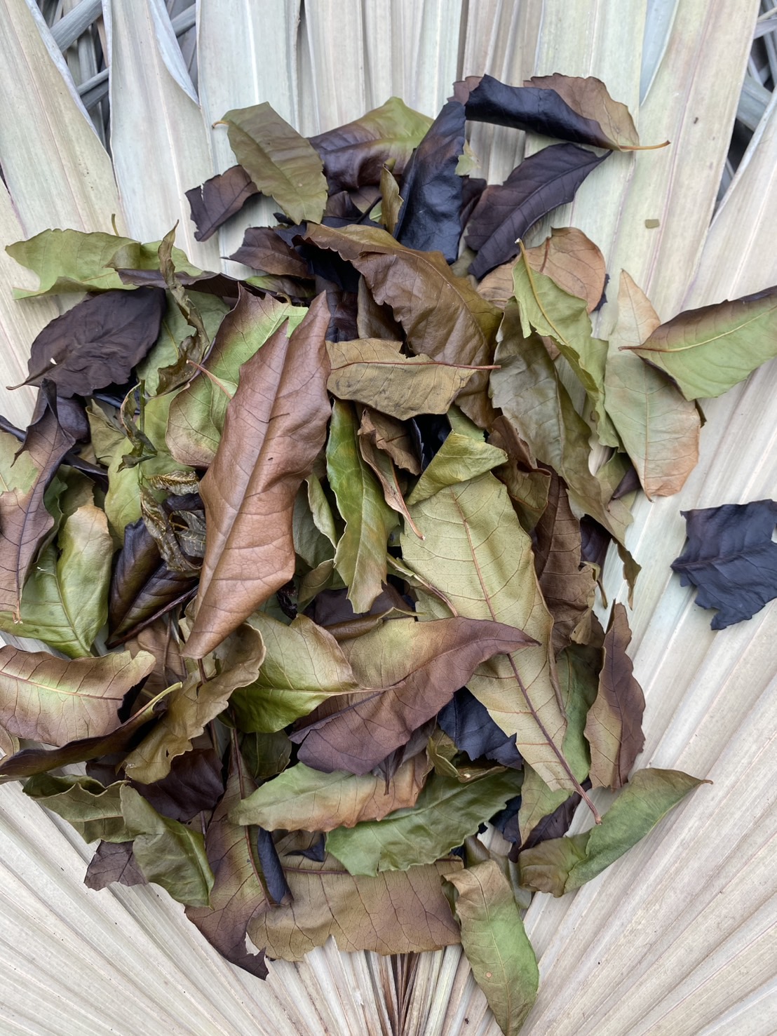ใบสะเดาอบแห้ง Siamese neem leaves
