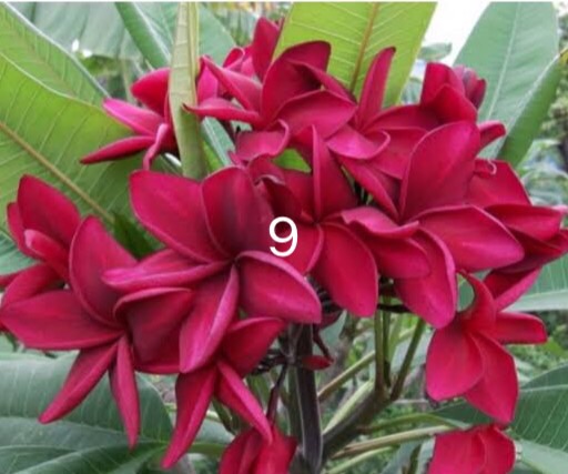 ต้นลีลาวดี แดงสยาม Siam Red ต้นลั่นทม Plumeria ไม้ดอกยืนต้น