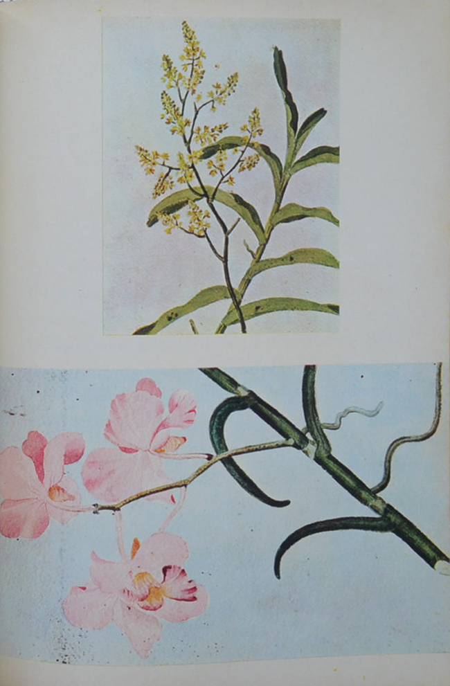 ผิว กัลยาณมิตร (มุมน้ำเงิน)