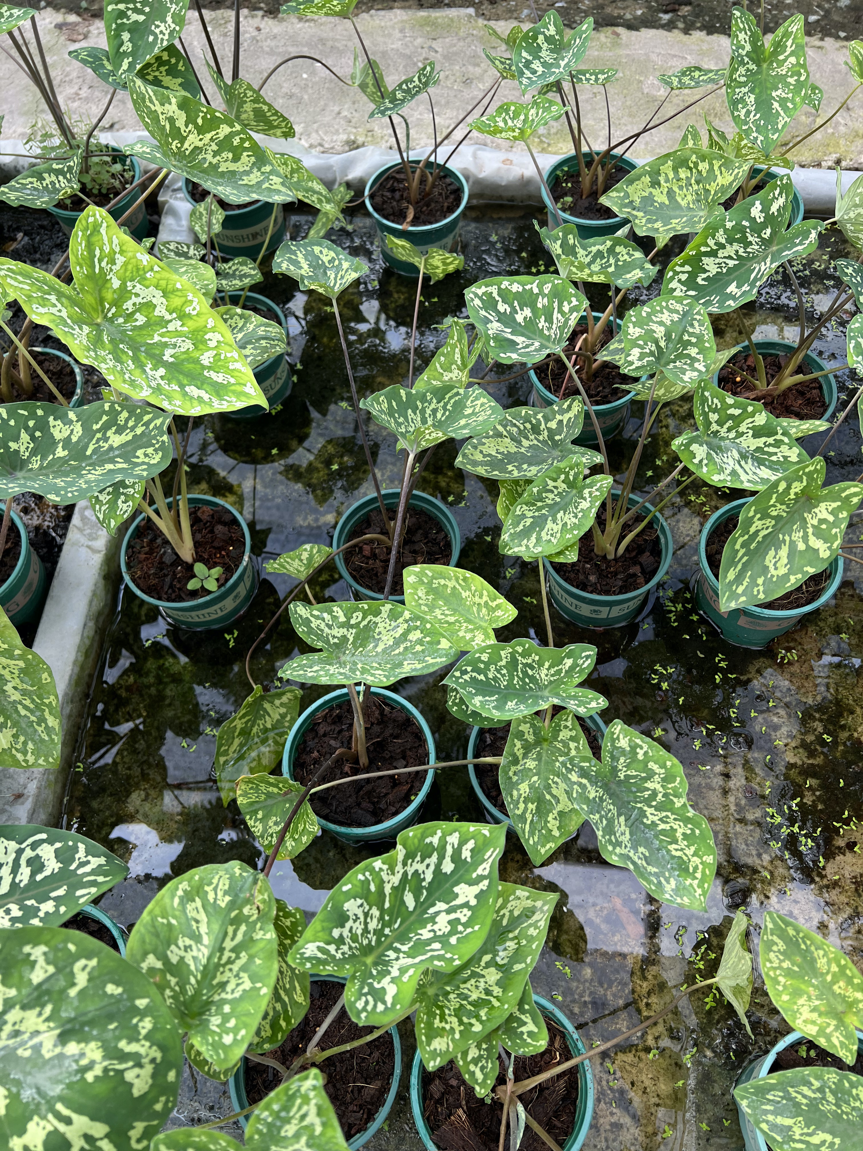 บอนเสือพราน Colocasia ‘Hilo Beauty’