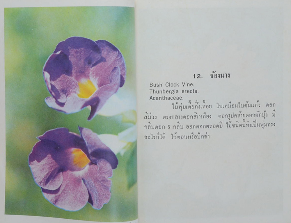 FLOWER NATURE SERIES No. 02