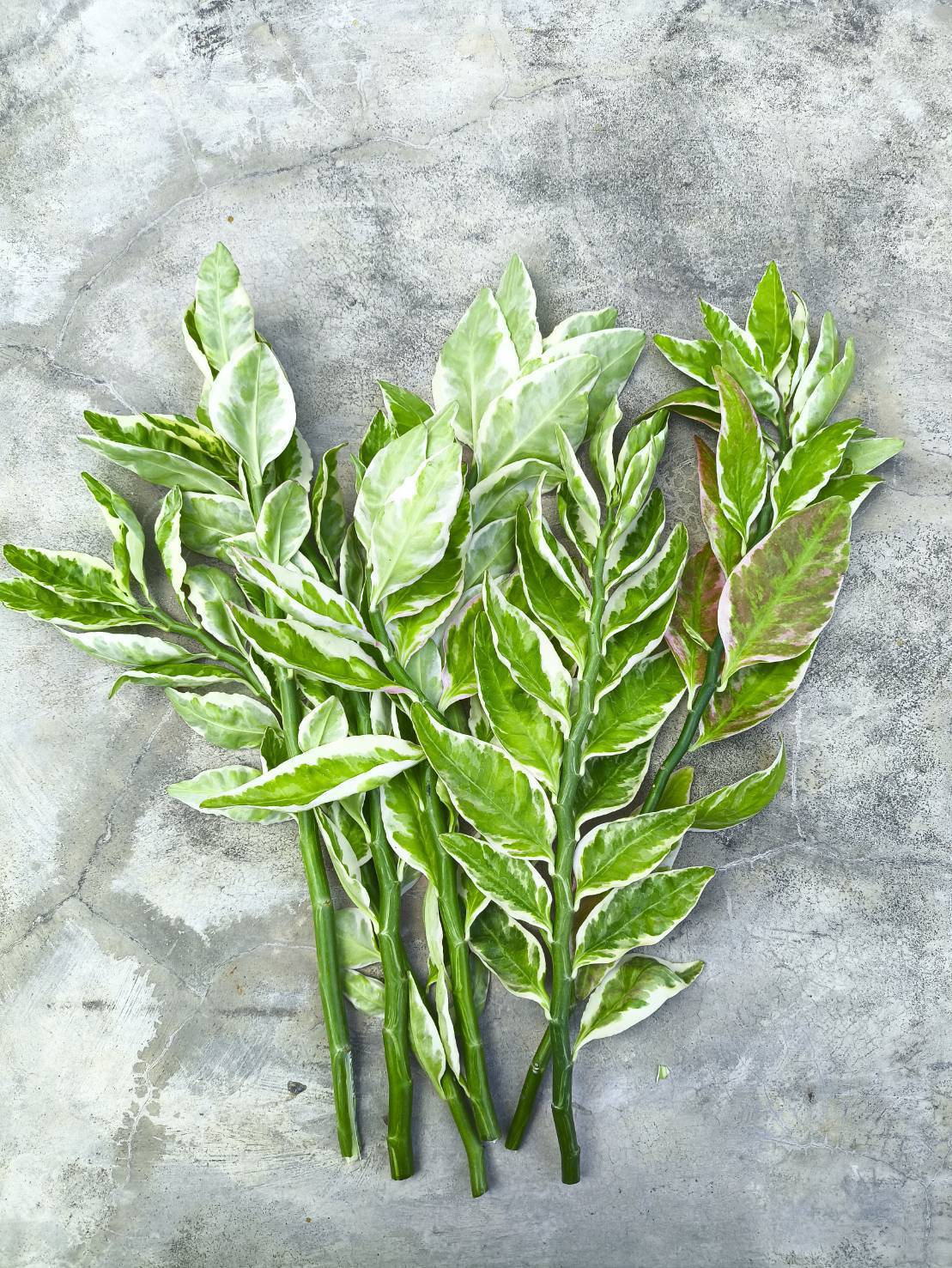 🌿 กิ่งแสยกด่างตัดสด 🌿 Zigzag Plant