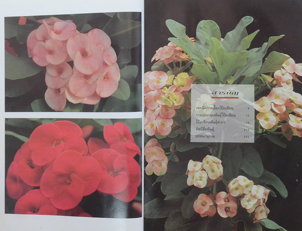 โป๊ยเซียน ไม้ดอกเสี่ยงทาย (เล่ม 2) (ขายตามสภาพ)