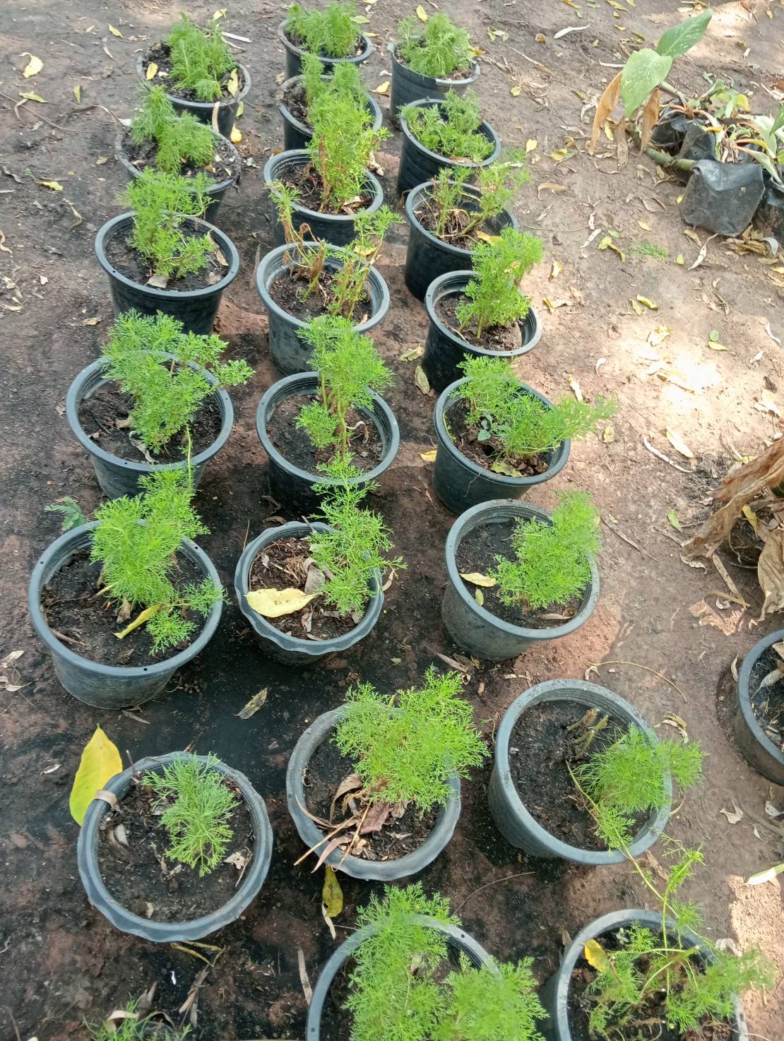 โกฐจุฬา Dog fennel ผักชีลาว