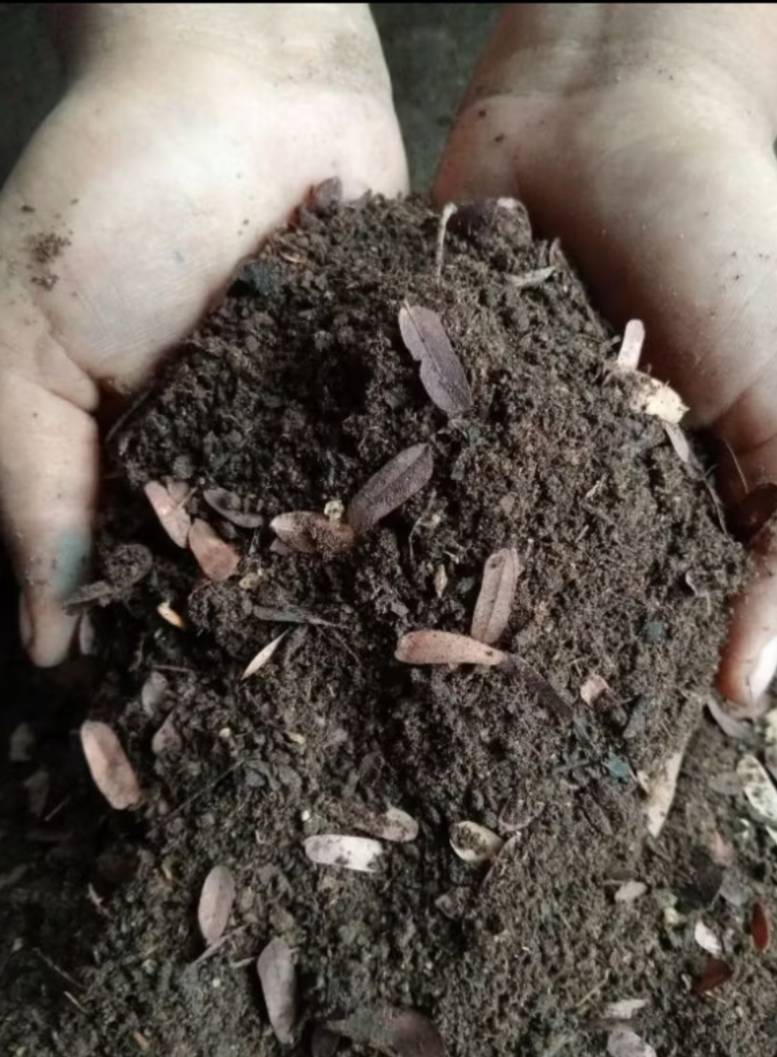 ใบมะขามหมัก ใบมะขามหมักล้วนๆ