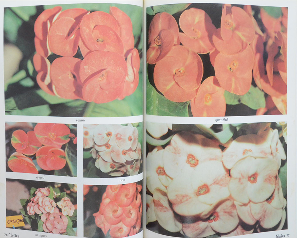 ตำราการปลูก-ขยายพันธุ์โป๊ยเซียน ต้นไม้เสี่ยงทาย (เล่ม 3)