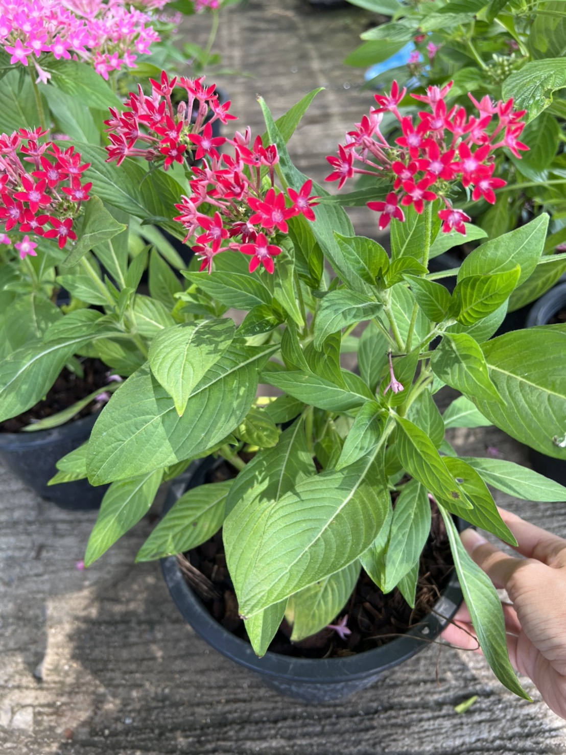 เข็มอินเดีย ไม้พุ่ม Pentas กระถาง 6 นิ้ว