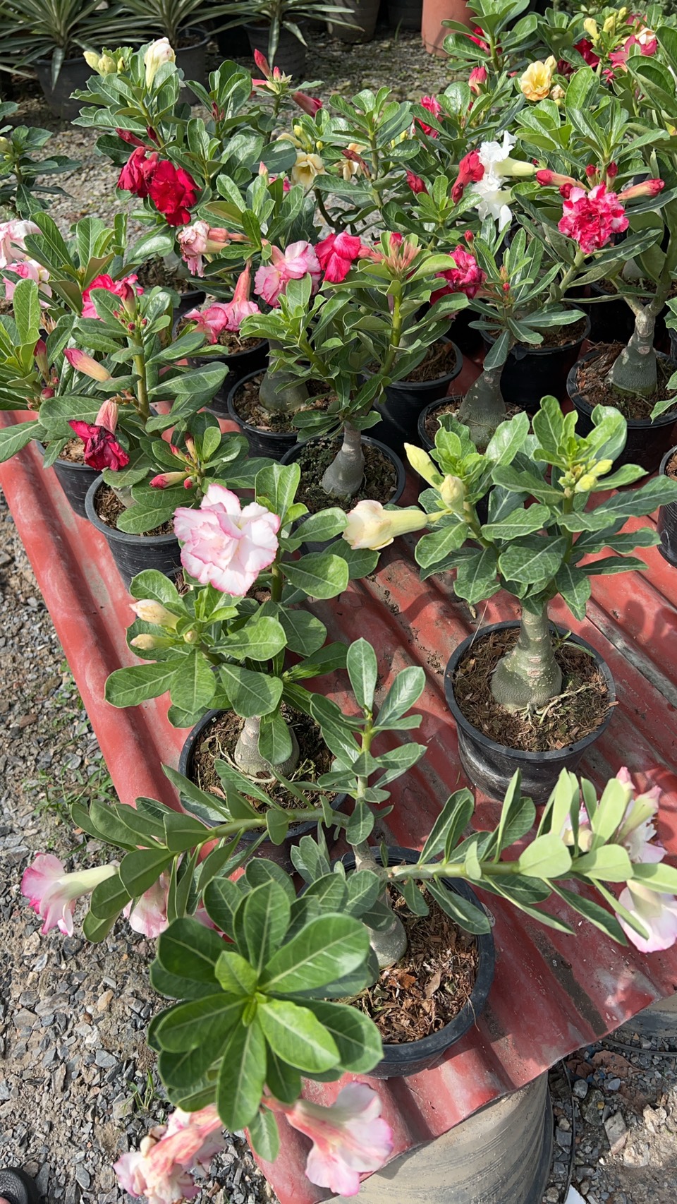 ชวนชม Desert rose