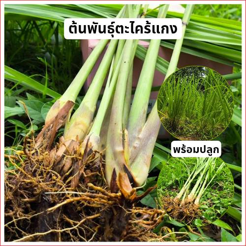 ต้นพันธุ์ตะไคร้แกงแท้ Lemon grass