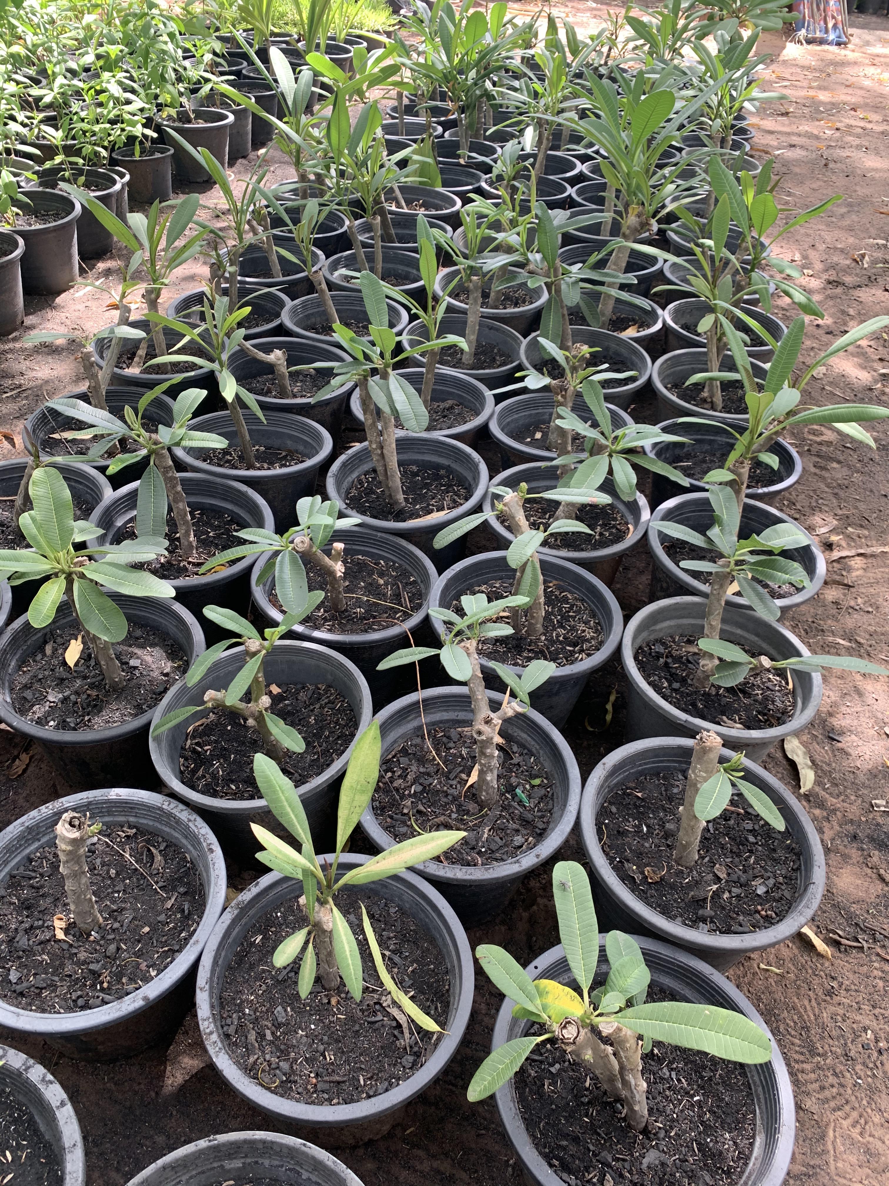 ต้นลีลาวดี ต้นลั่นทม Plumeria ไม้ดอกยืนต้น