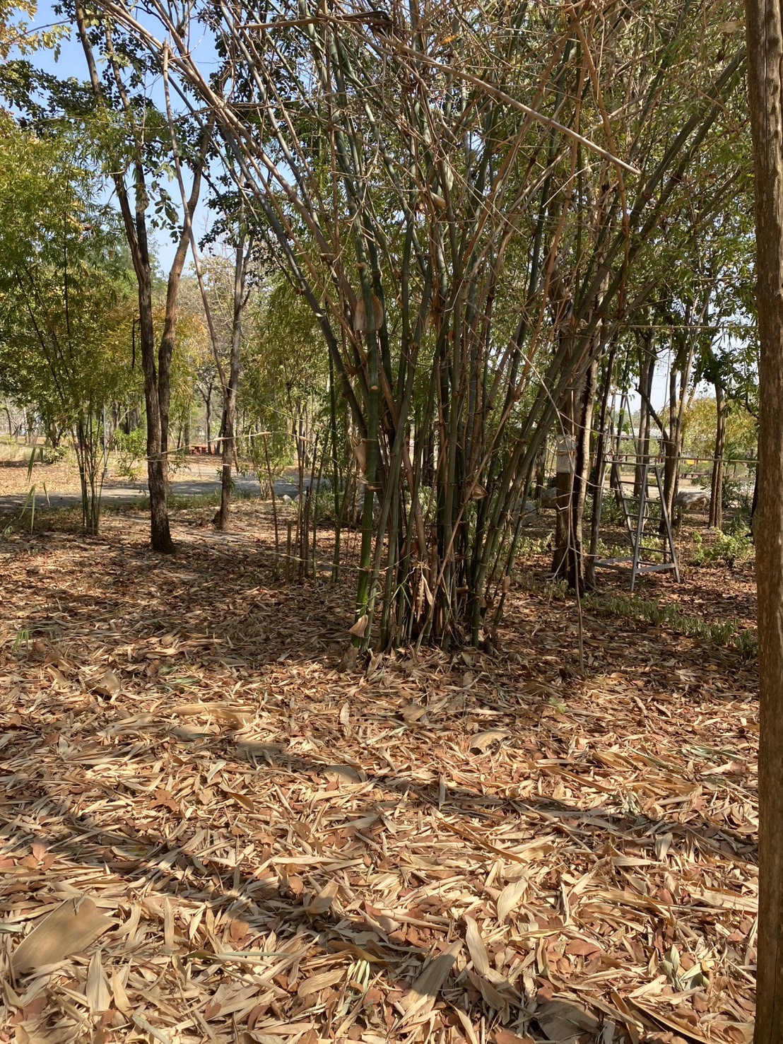 ใบไผ่แห้ง Dry Bamboo Leaves