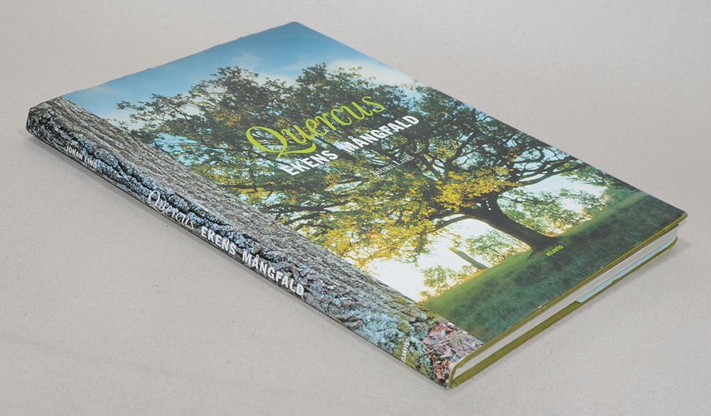 Quercus EKENS MANGRALD