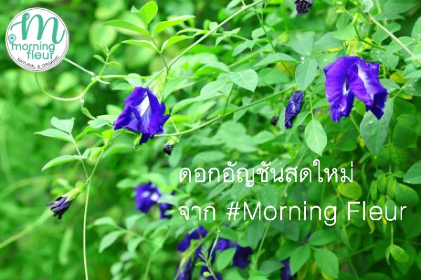 ♡(ราคาส่งกิโล)ชาดอกไม้&ชาสมุนไพร Morning Fleur