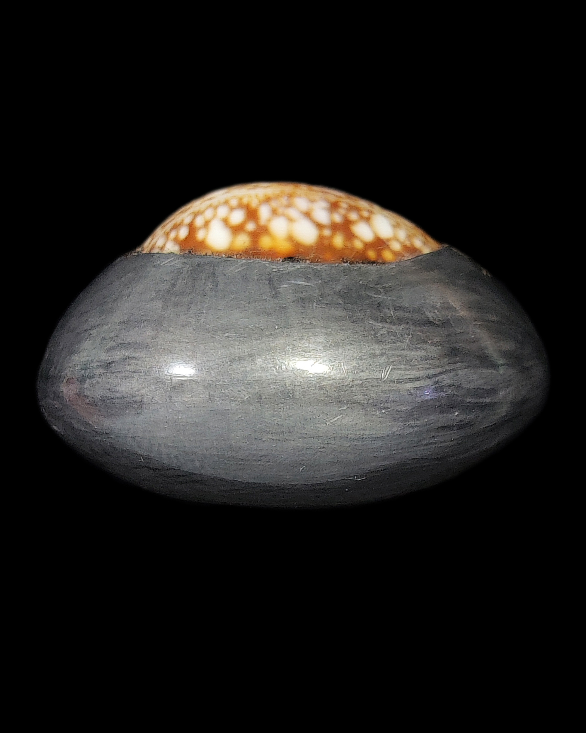 เบี้ยแก้เปลือย หลวงปู่เจือ ปิยสีโล วัดกลางบางแก้ว เปิดหลังเห็นลายเบี้ย มีจารรอบเบี้ย ลายมือหลวงปู่เจือโดยตรง หายากสภาพสวยแชมป์