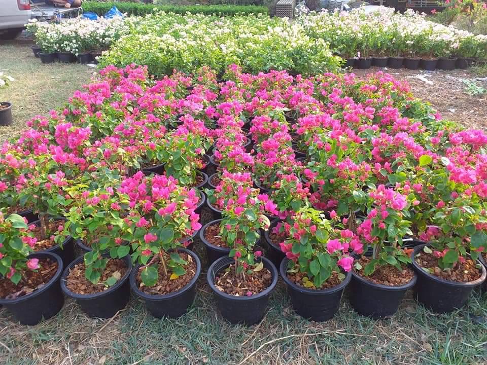 เฟื่องฟ้า Bougainvillea