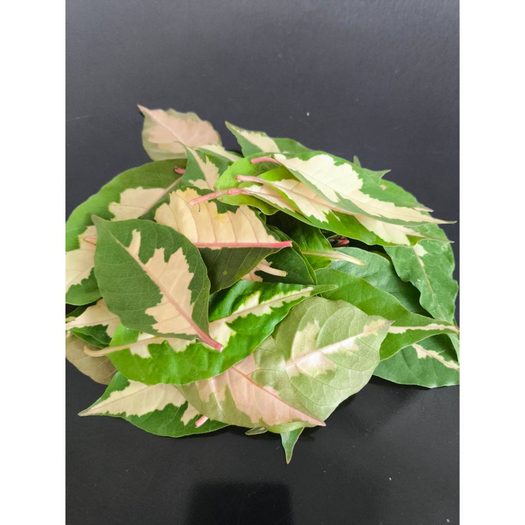 ใบเงิน Caricature plant