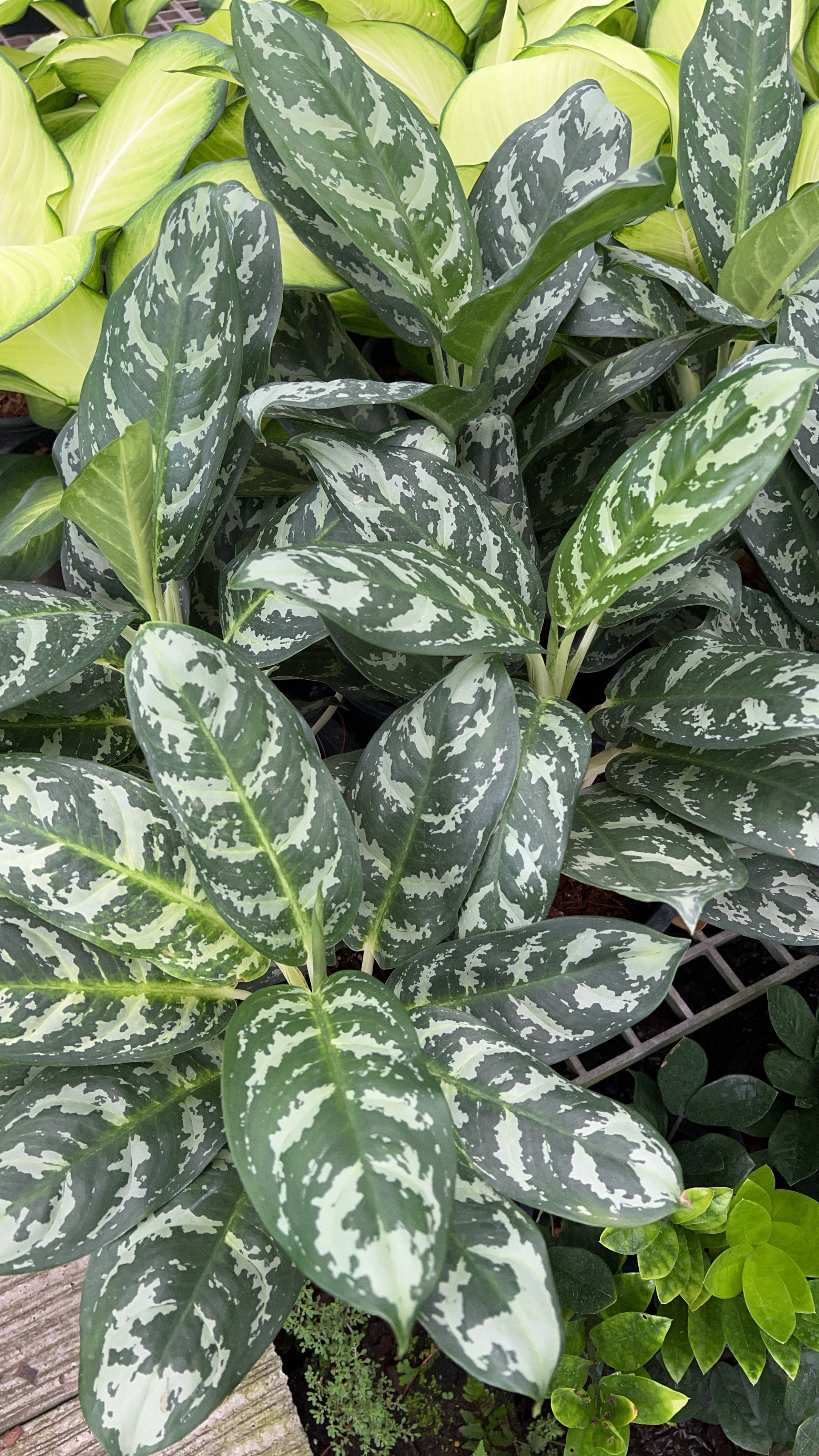 เกล็ดมรกต Chinese Evergreen.