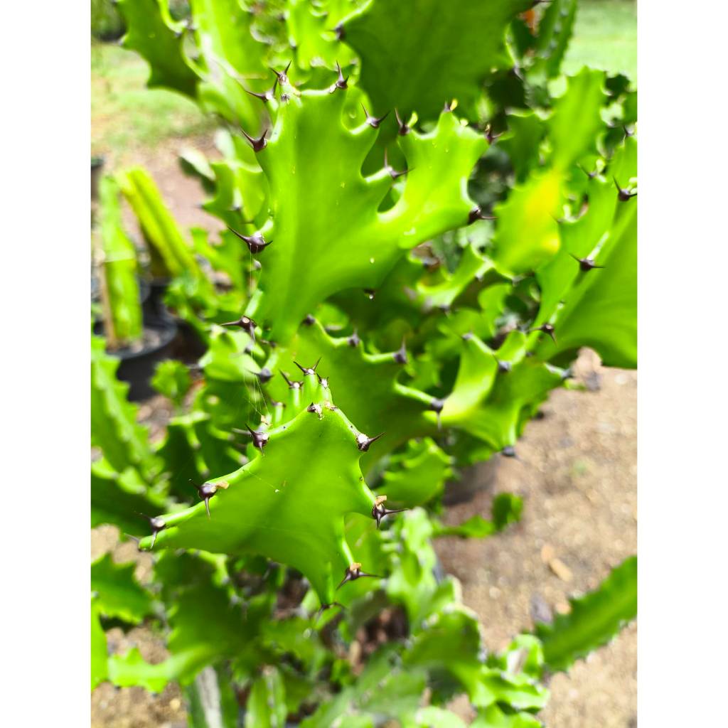 กิ่งกระบองเพชรตอสามเหลี่ยม ตอแคคตัส Cactus ไม้อวบน้ำ