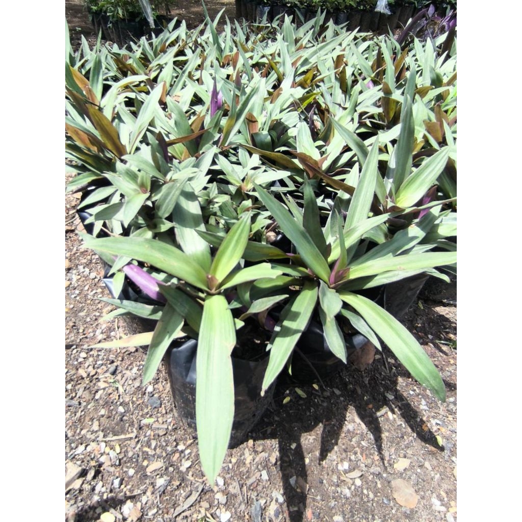 ว่านกาบหอย Moses in the cradle