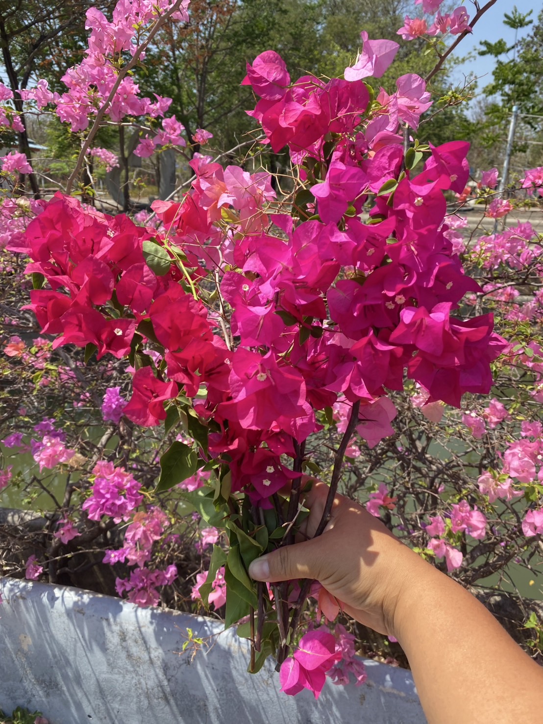 กิ่งเฟื่องฟ้า ตัดสด Bougainvillea