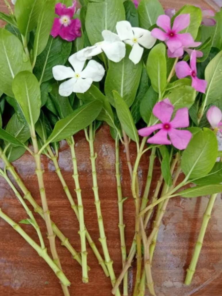 กิ่งแพงพวยฝรั่ง