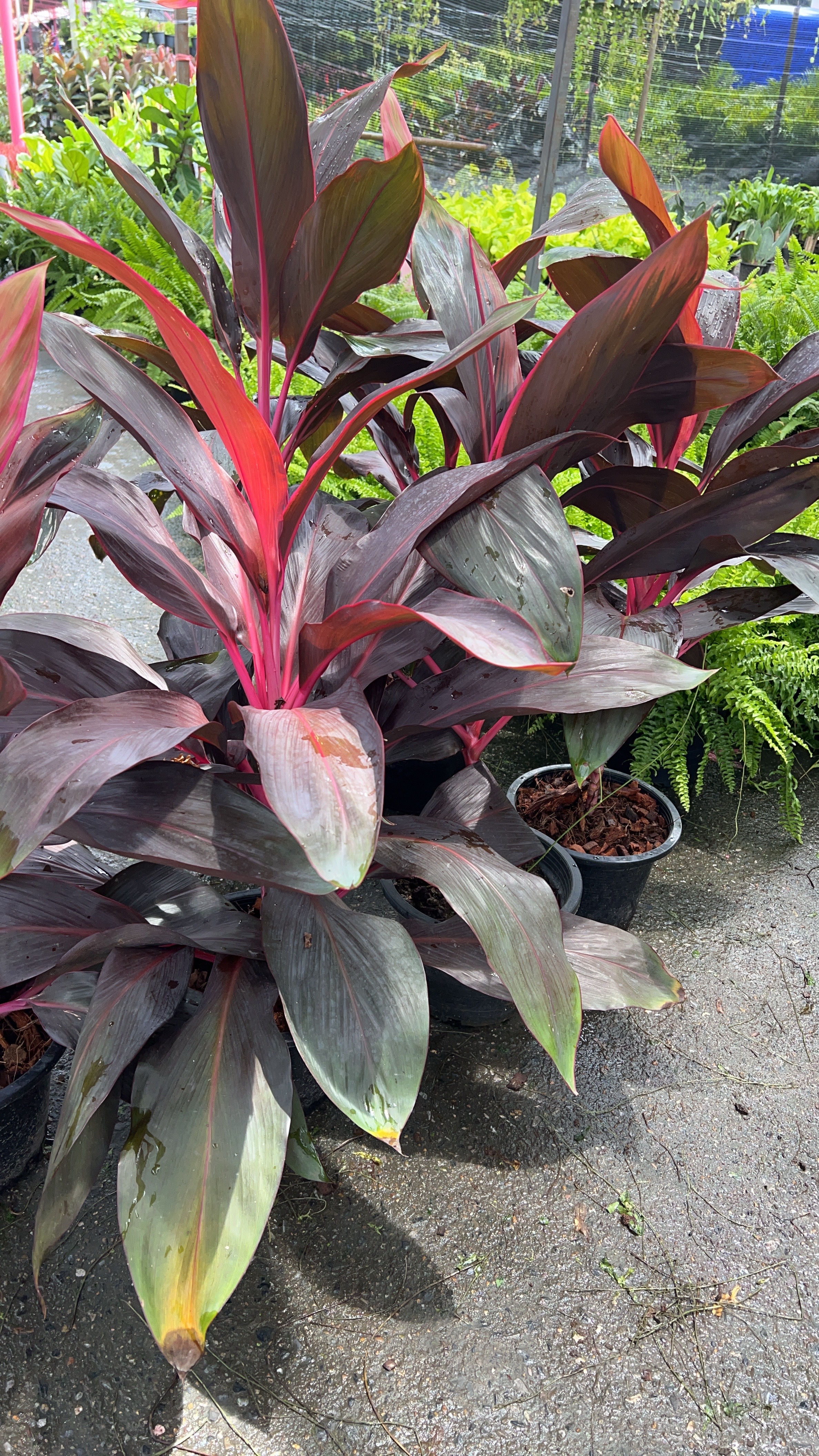 หมากผู้หมากเมีย Cordyline