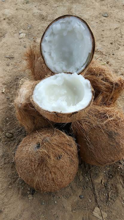 มะพร้าวทึนทึก เพื่อประกอบพิธี (สั่งจองล่วงหน้า)