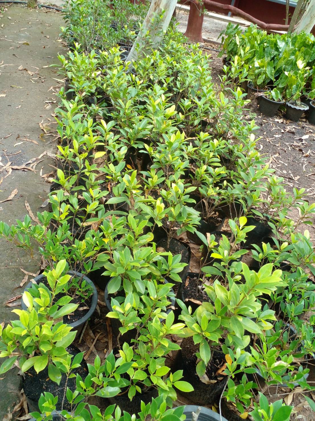 ไทรเกาหลี banyan tree