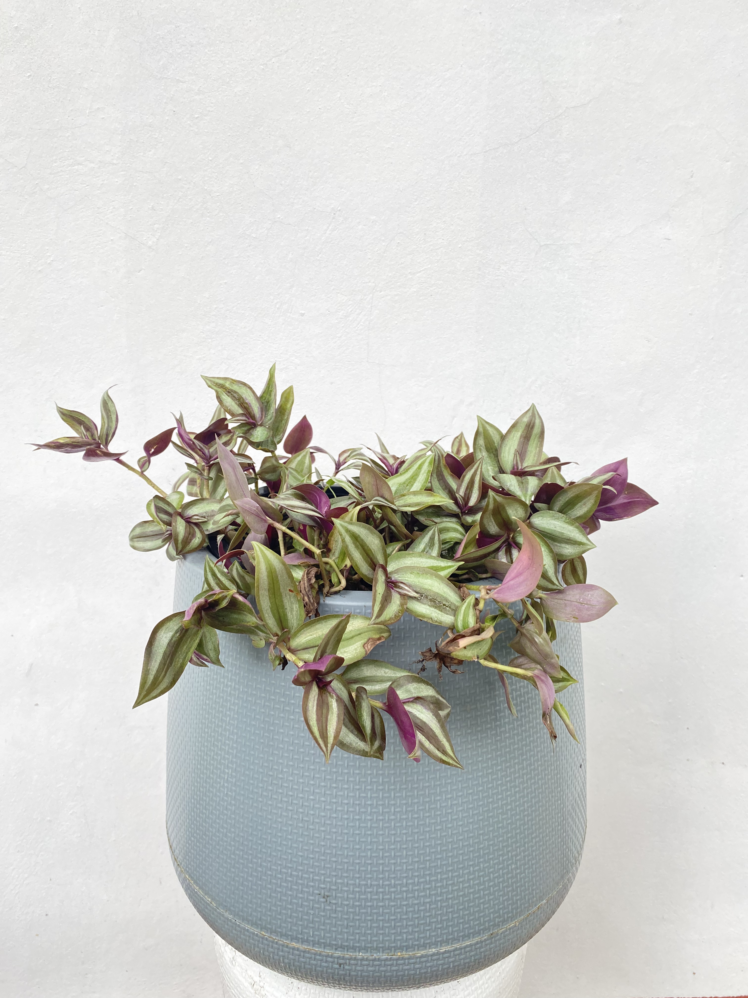 ก้ามปูหลุด หรือ ปีกแมลงสาบ Wandering Jew