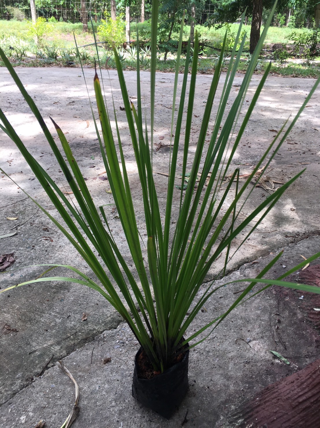 ว่านน้ำ Sweet flag ไม้น้ำ