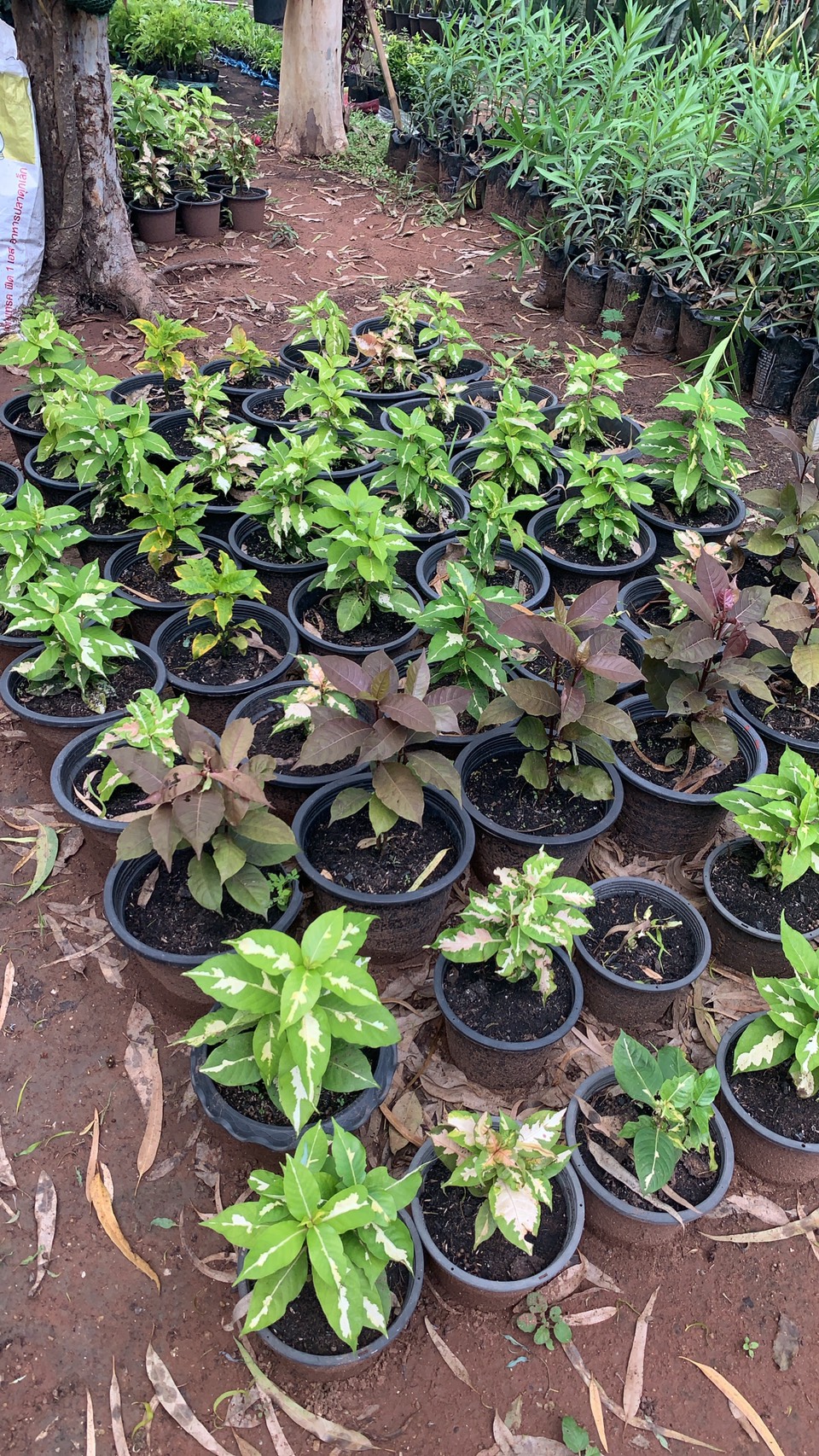 ต้นใบเงิน ใบทอง ใบนาค Caricature plant ไม้พุ่ม ไม้ประดับ