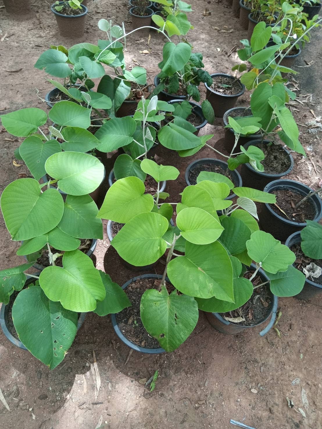 ต้นใบละบาท elephant creeper ไม้เลื้อย ไม้เถา