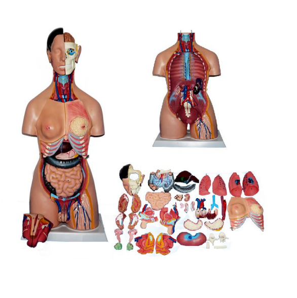 หุ่นจำลองแสดงอวัยวะภายในมนุษย์ สูง 85 ซม. ถอดประกอบได้ 39 ชิ้น