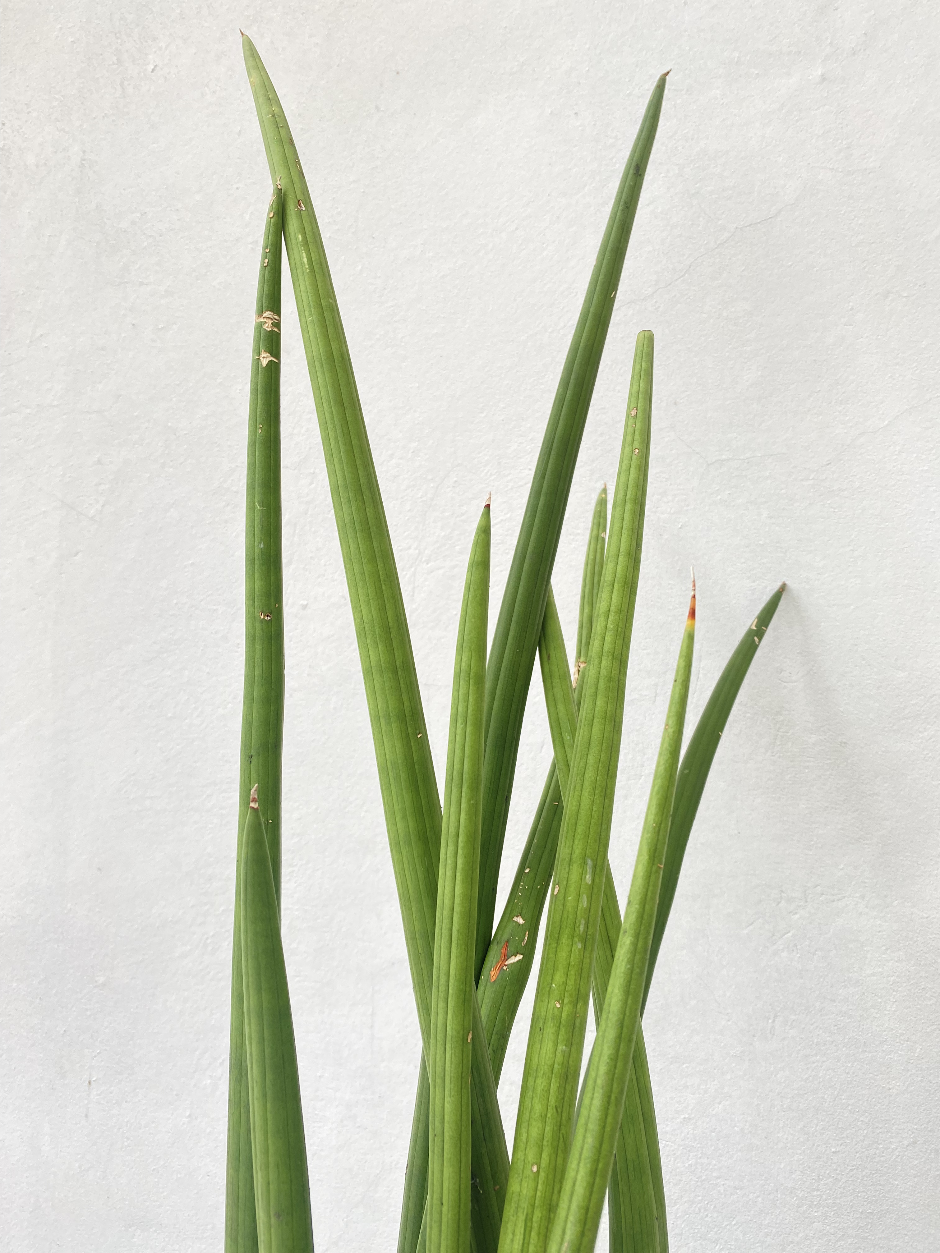 ว่านงาช้าง African Spear plant