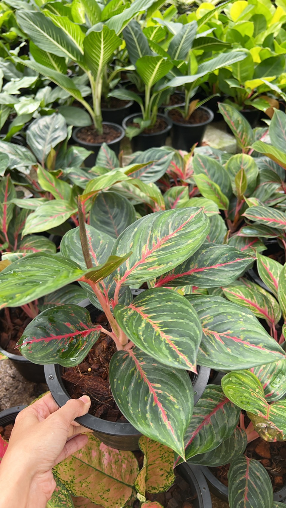 อโกลนีมา อำนาจเจริญ Chinese Evergreen