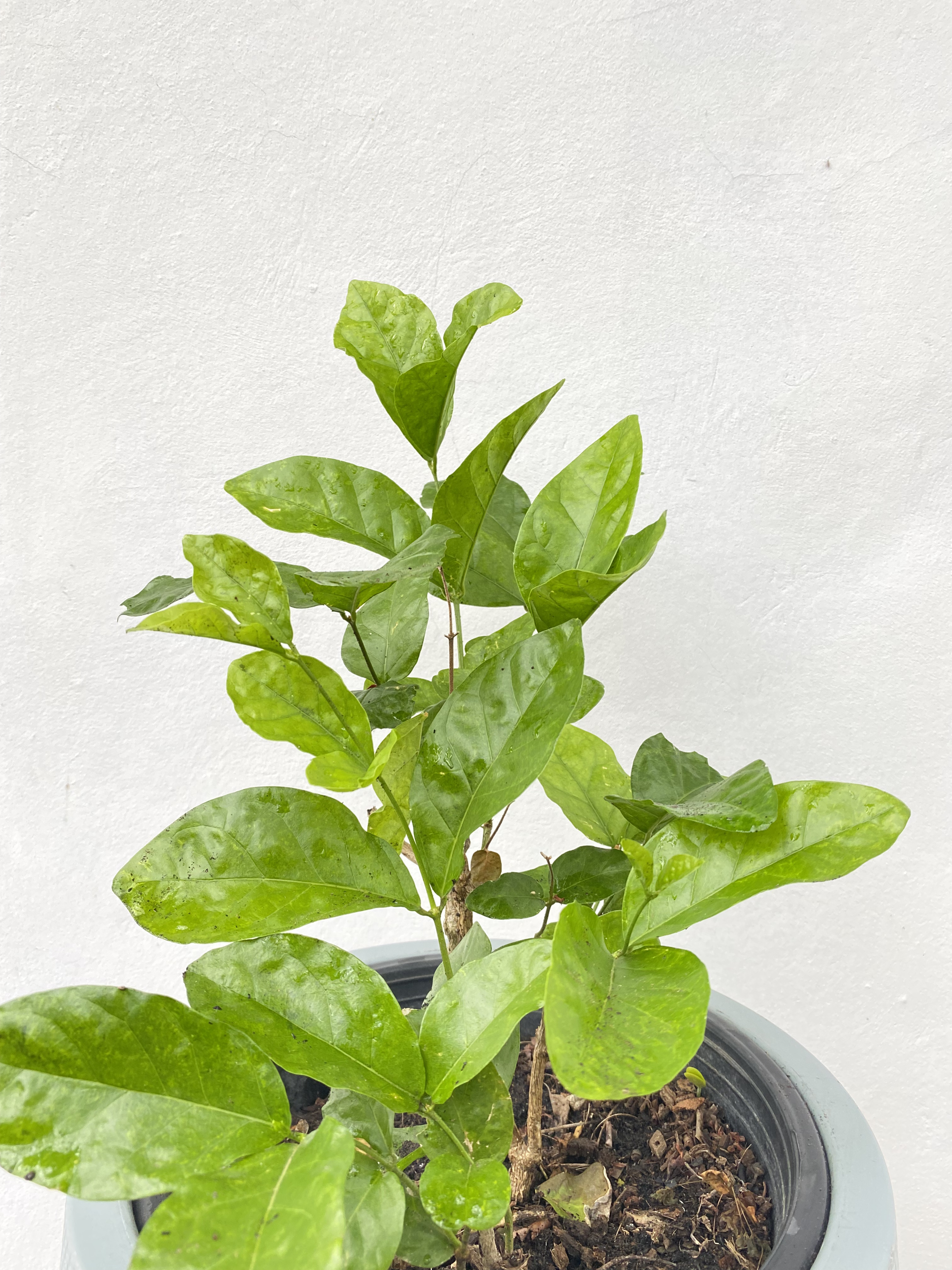 มะลิ Jasmine