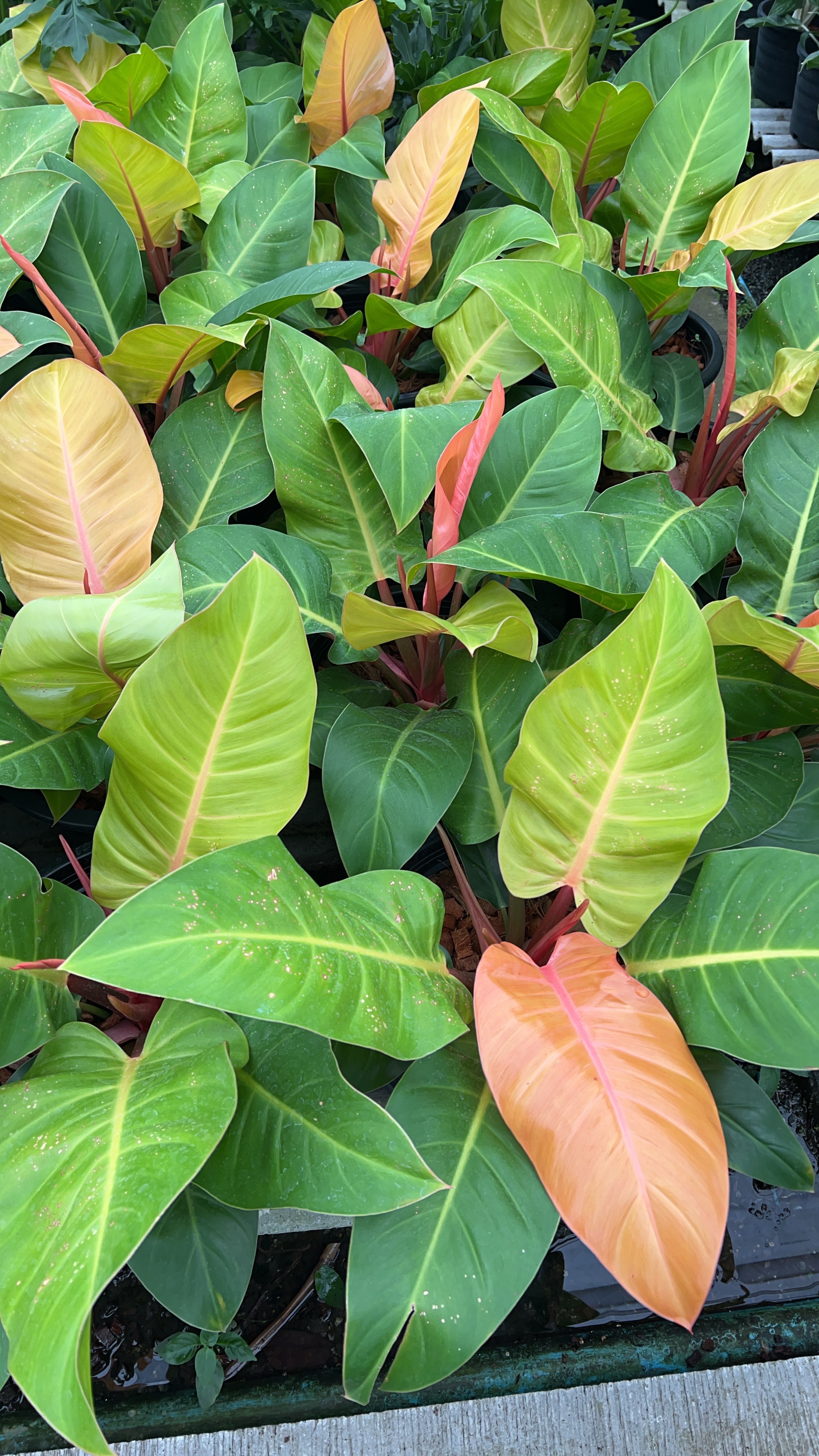 ฟิโลเดนดรอน กุมารแดงเรียกทรัพย์ เชอร์รี่เรด Philodendron Cherry Red