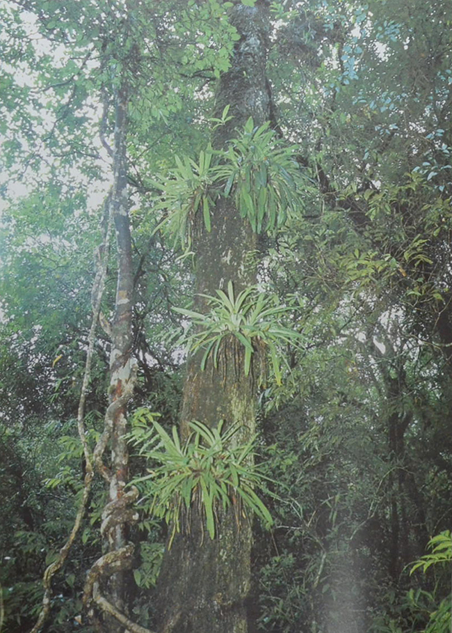 สวนพฤกษศาสตร์สมเด็จพระนางเจ้าสิริกิติ์ เล่ม 6 กล้วยไม้ไทย (ขายตามสภาพ)