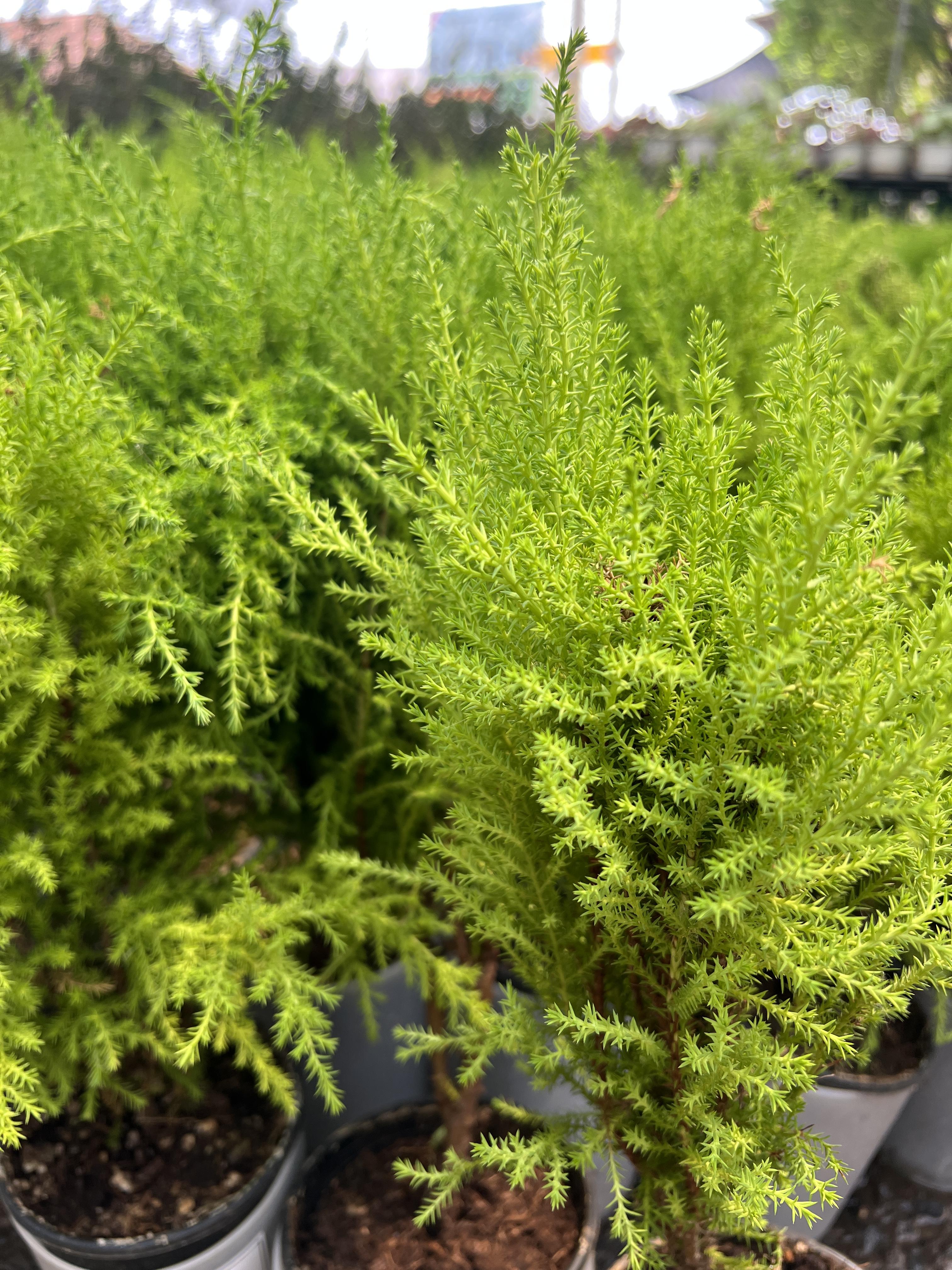 สนเลม่อน LEMON CYPRESS Collection