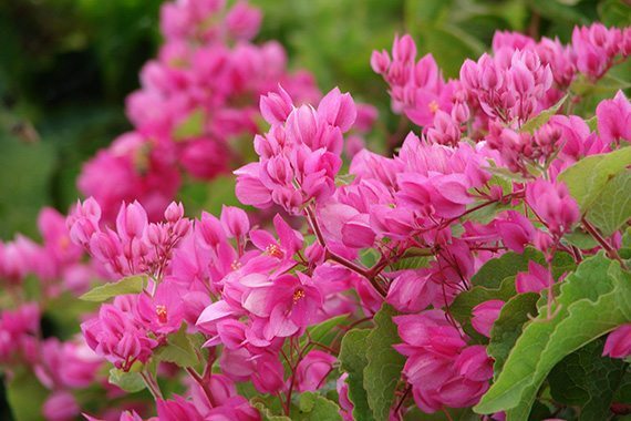พวงชมพู Pink Vine ไม้เลื้อย ไม้เลื้อยสีชมพู