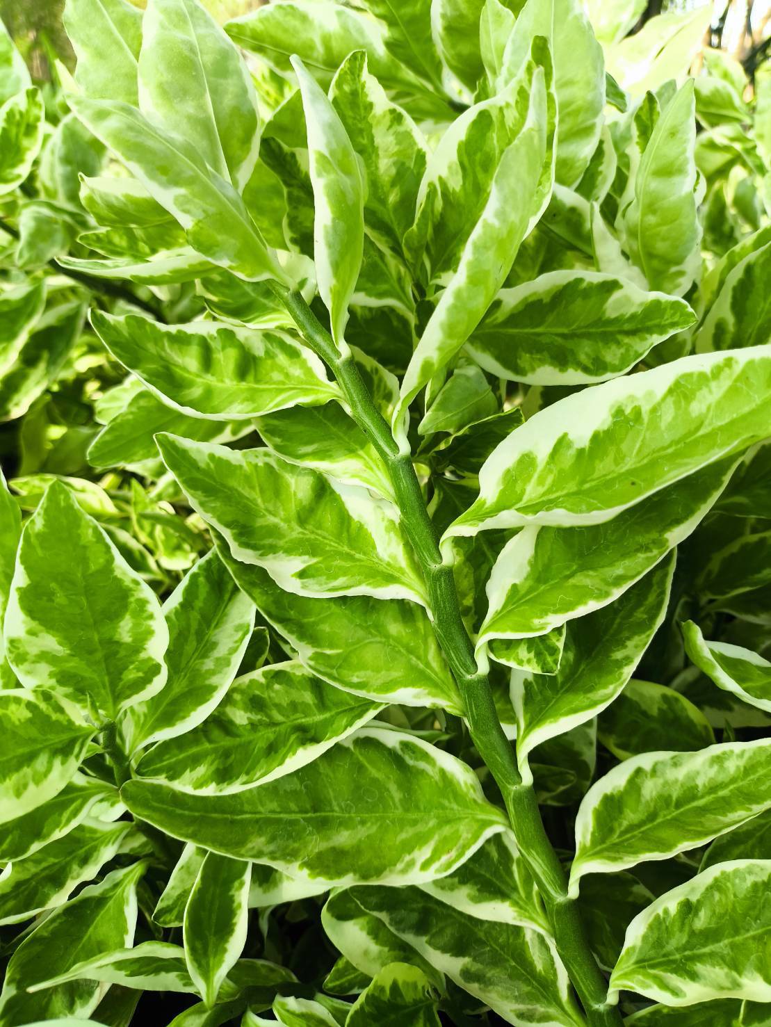 🌿 กิ่งแสยกด่างตัดสด 🌿 Zigzag Plant