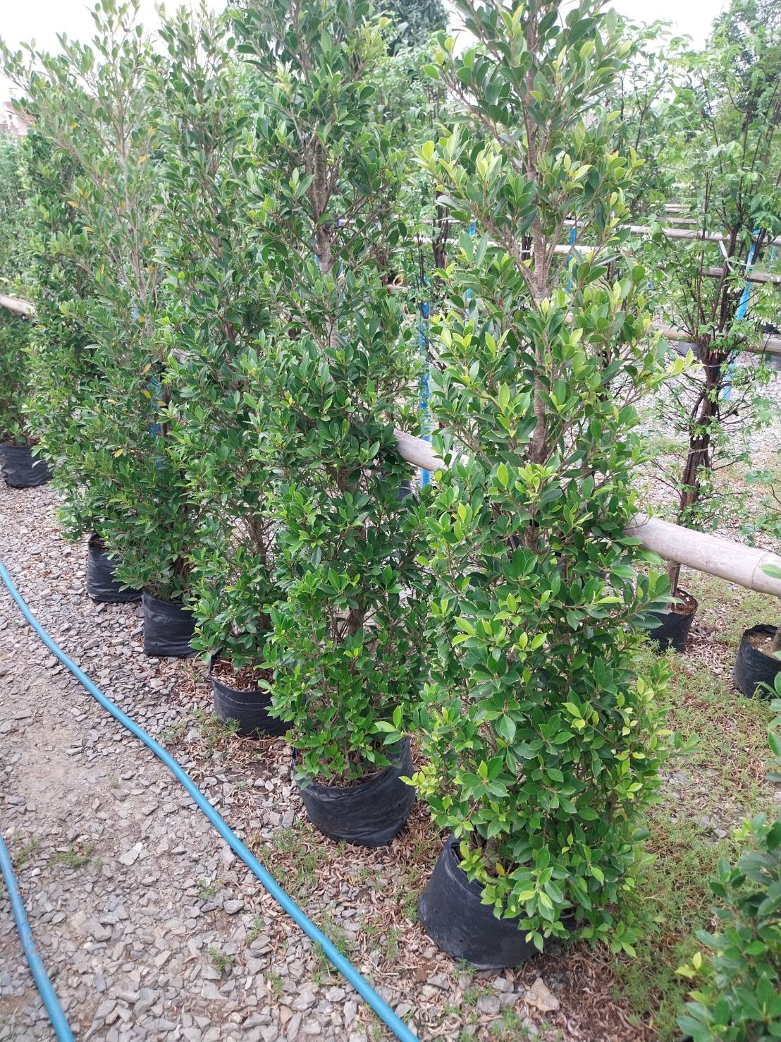 ไทรเกาหลี banyan tree