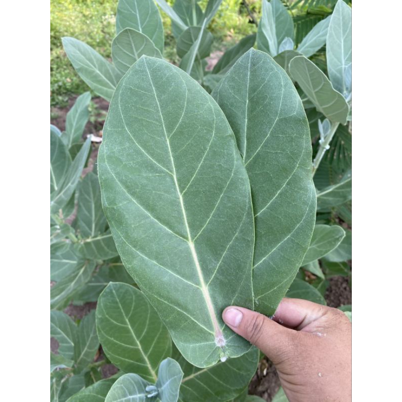 ใบรักแท้ธรรมชาติ สด plain tiger